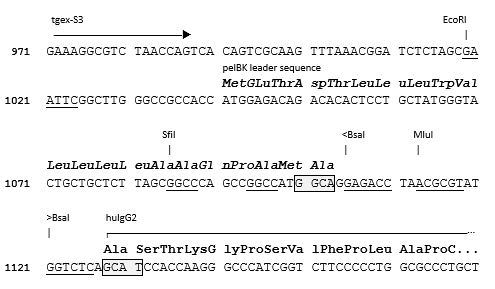 TGEX-HC-hG2-Zeo cloning site